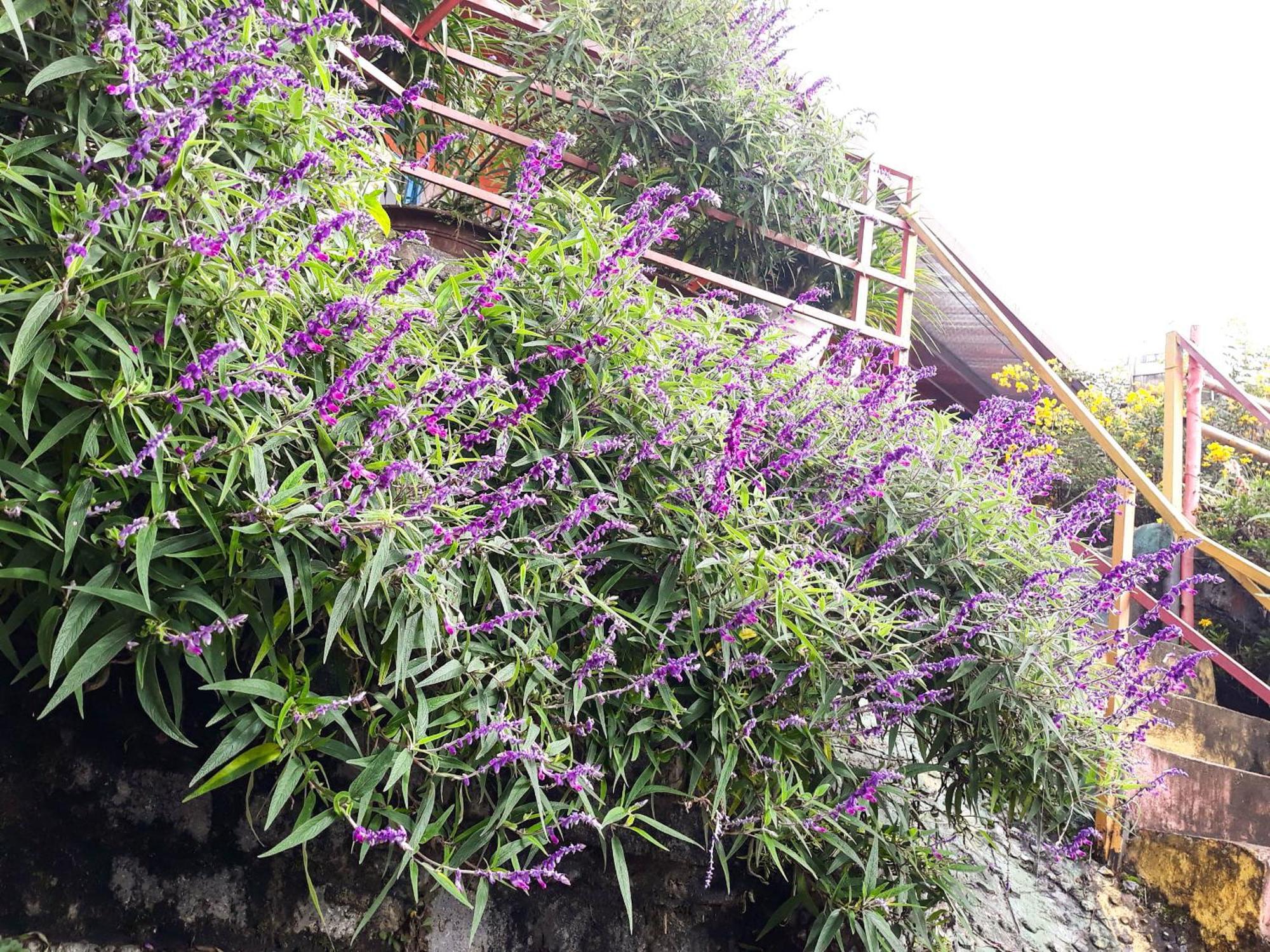 Sapa Tatu Homestay المظهر الخارجي الصورة